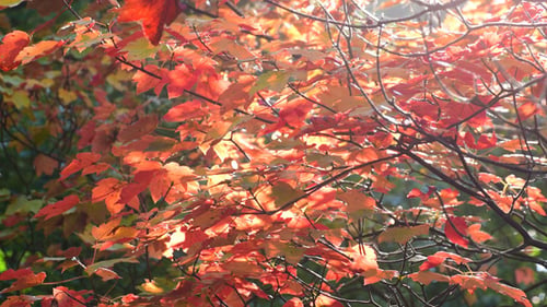 Autumn Foliage