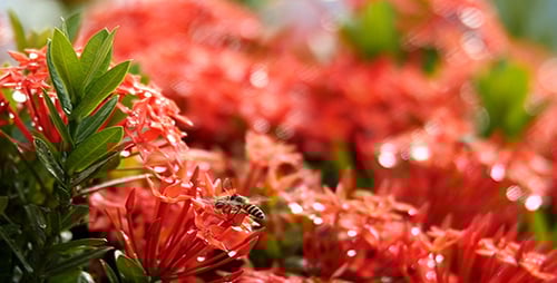 Bees Gathering Pollen on Vibrant Red Tropical Flowers