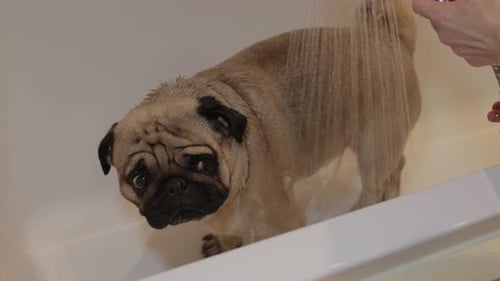 Pug Dog Getting Washed in a White Bathtub