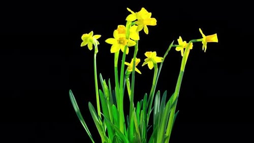 Yellow daffodil blossom, time-lapse with alpha channel