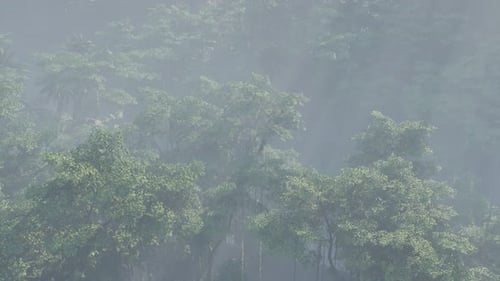 Misty Forest Aerial View with Atmospheric Fog