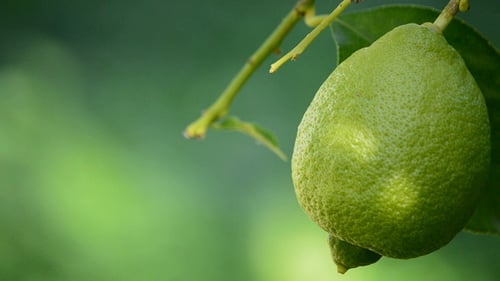 Lemon Hanging from a Branch of Tree