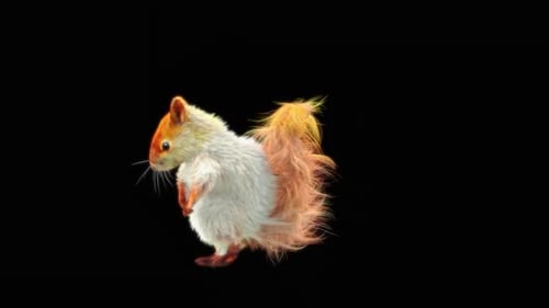 3D Animated Fluffy Squirrel Alpha Channel Loop