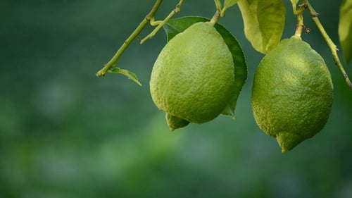 Lemons fruit hanging from a branch of tree