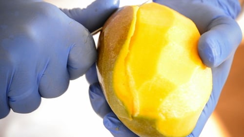 Hands Peeling Ripe Mango With Knife and Gloves
