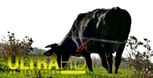 Cow 2