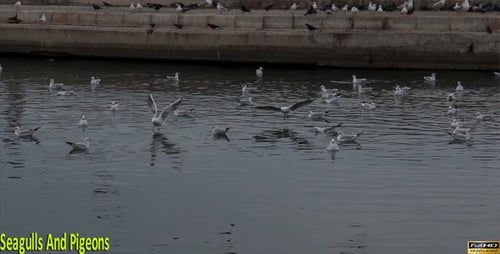 Möwen Und Tauben