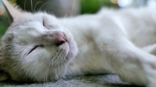 White Cat Sleeping Peacefully Opens its Eyes