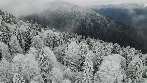 Aerial View of a Beautiful Winter Landscape with Snowy Green Coniferous Forest