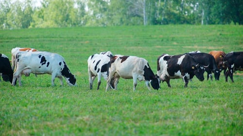 Cows Grazing Peacefully in a Green Meadow