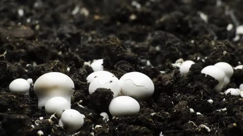 Mushrooms Growing in Soil Time-Lapse Close Up