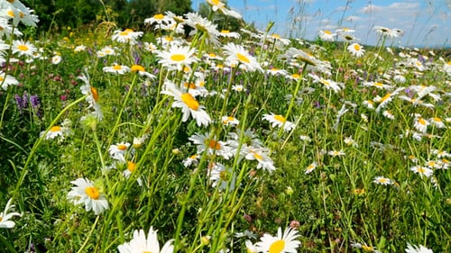 Gänseblümchen auf einer Wiese unter blauem Himmel