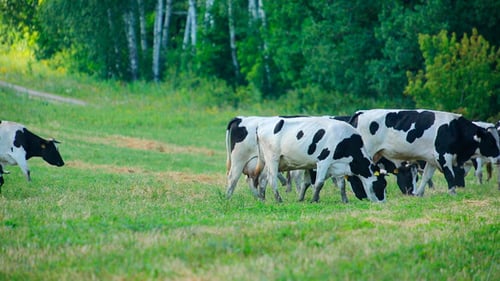 Cows Grazing Peacefully in a Lush Green Meadow