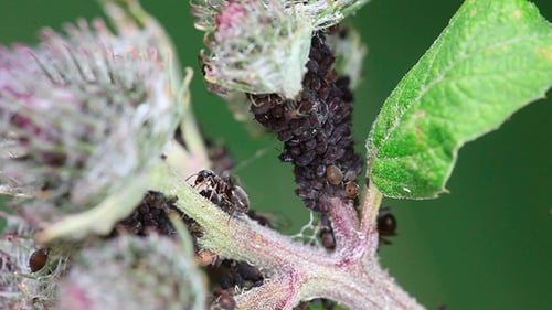Ants and aphids.