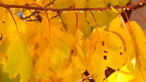 Golden Leaves Drenched in Autumn Rain