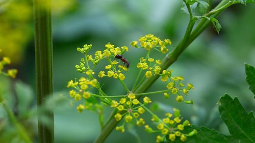 Ameise auf Blume