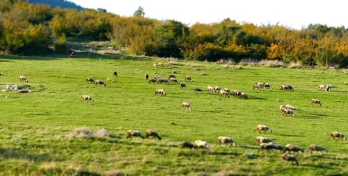 Schafherde (Miniatur-Effekt) 2