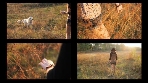 Walk In The Evening Meadow