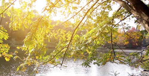 Autumn