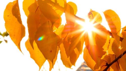Sun Shining Through Golden Leaves in Nature