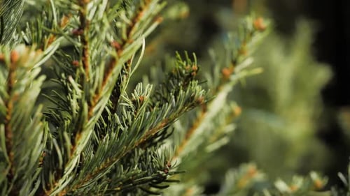 Fir Christmas Tree Brunch Close Up