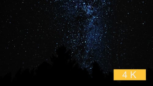 Milky Way above the Forest