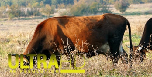 Cows Grazing Peacefully in a Rural Grassy Field