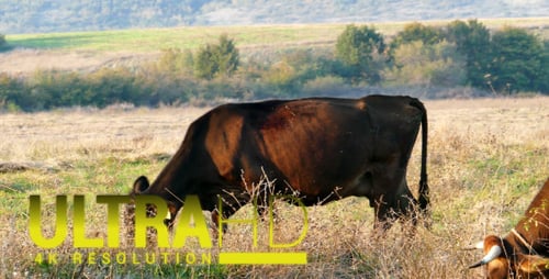 Herd of Cows 4