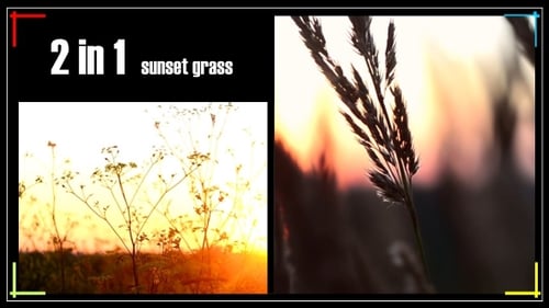 Golden Grass Stalks in Rural Sunset
