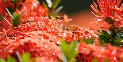 Bees Collecting Pollen From Tropical Red Flowers
