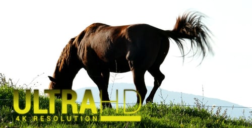 Pferd 2