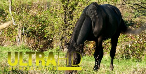 Horse 3