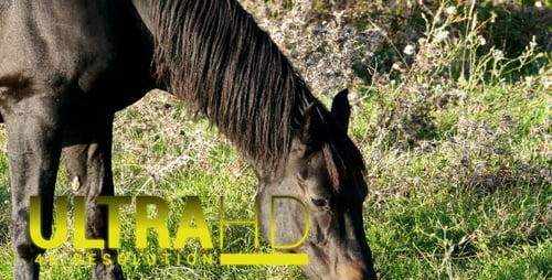 Horse 9