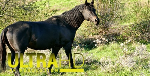 Horse 10