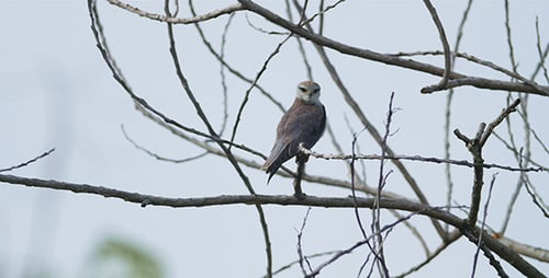 Brown and White Bird Perched on Tree Branch