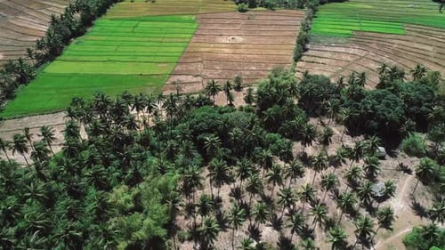 Flying Over Rice Field and Coconut Trees