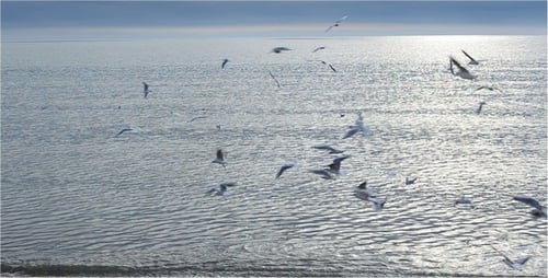 Flock of Birds Flying Over Sparkling Ocean Water