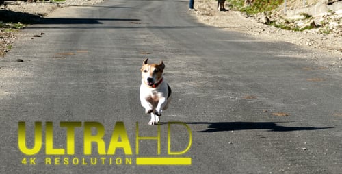 Running Dog