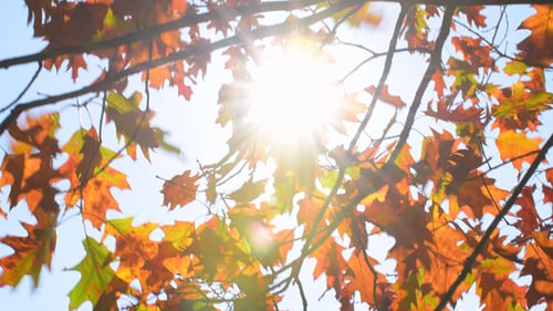 Autumn Foliage