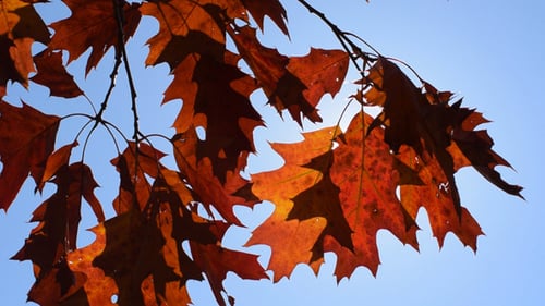 Autumn Foliage