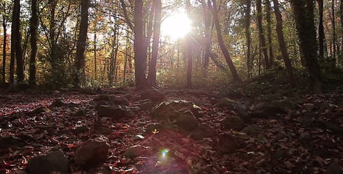 Sonniger Herbstwald