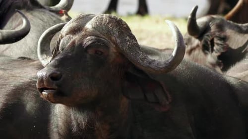 Nahaufnahme eines afrikanischen Kapbüffels mit um den Kopf schwirrenden Fliegen, umgeben von einer Herde.