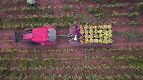 Aerial descending of tractor and corn wagon in corn field with workers.