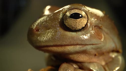 Sapo verde australiano sentado contra um obstáculo de madeira em fundo preto. Fechar