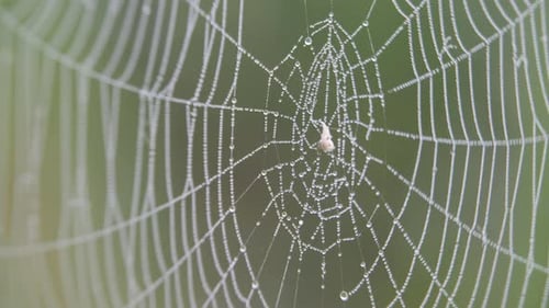 Hängende Drops of Dew im Internet