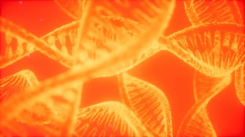Structure of the DNA Double Helix Animation