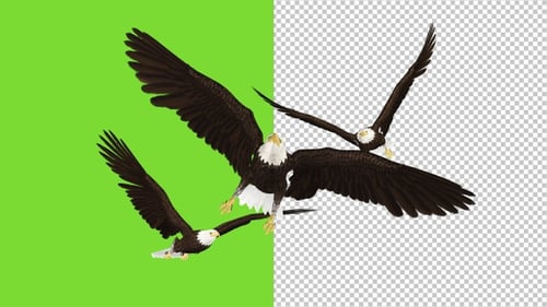 3 Bald Eagles Flying Over Screen - Transparent and Green