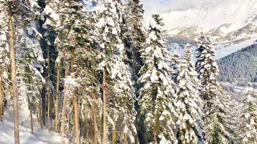Winter Landscape with a Pine Forest in the Snow