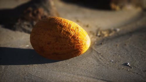Melon du désert sur la plage de sable