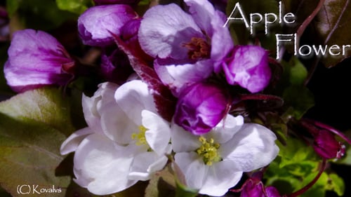 Apple Flower
